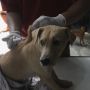 Setelah Gigit Warga, Anjing di Buleleng Dibunuh Tapi Korbannya Tak Diberi VAR