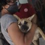 Hari Rabies Sedunia 2022: 26 Provinsi Indonesia Masih Jadi Endemik Penyakit Anjing Gila