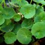 Ini Khasiat Tersembunyi Tanaman Herbal Pegagan, Bisa Bikin Panjang Umur