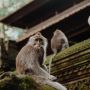Mengadu ke Made Mangku Pastika, Warga Setempat Ingin TWA Sangeh Jadi Hutan Adat