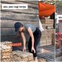 Viral Peternak Ayam Bikin Warganet Salah Fokus: Cowok yang Masih Rebahan Aja Mundur