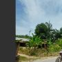 Penampakan Batang Pohon Kelapa Meliuk Seperti Ular Naga di Sumut