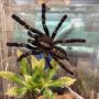 Penyewa Apartemen Tinggalkan 19 Tarantula dan Piton Terbengkalai, Fotonya Viral