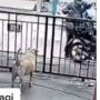 Dapat Orderan Kasih Makan Anjing, Aksi Tak Terduga Driver Ojol Bikin Publik Nangis