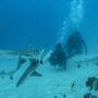 Sensasi Menyelam Bersama Ikan Hiu di Perairan Pulau Mitita
