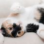7 Fakta Pecinta Kucing menurut Sifat dan Kepribadian