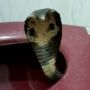 Viral King Kobra Tiba-tiba Muncul di Lubang Toilet, Pemilik Rumah Panik