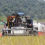 Mentan Antusias Hadiri Panen Padi Varietas Unggul di Kalbar