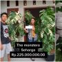 Viral Tanaman Hias Harganya Bikin Melongo, Laku Terjual Rp 225 Juta