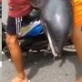 Ditelusuri BPSPL Denpasar 2 Pemuda NTB Ambil Paus Kepala Melon yang Terdampar