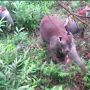Kawanan Gajah Sumatera Masuk Kawasan Tesso Nilo, BKSDA Ungkap Penyebabnya