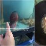 Viral Pria Nekat Goreng Ikan Hias Peliharaan dan 5 Berita Populer Lainnya