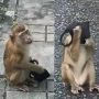Viral! Tingkah Lucu Monyet Pakai Masker Seolah Menyindir Manusia