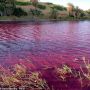 Misterius! Kolam Dekat Laut Mati Berubah Warna Semerah Darah