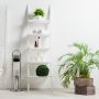 5 Jenis Tanaman yang Cocok Dijadikan Hiasan di Rumah, Bikin Ruangan Semakin Cantik!
