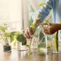 Selain Indah, Meletakkan Tanaman Hias di Rumah Bantu Tingkatkan Daya Ingat