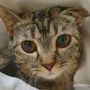 Dua Kucing Peliharaan Lucu Ini Positif Terpapar Covid-19