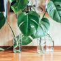Bikin Syok! Tanaman Hias Monstera Ini Dijual Seharga Ratusan Juta
