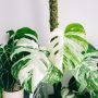 Mengenal Berbagai Jenis Tanaman Hias Monstera, Harganya Bisa Ratusan Juta!
