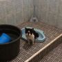 Viral Video Kucing BAB di Kamar Mandi Bikin Heran, Warganet: Kok Pada Pinter Sih