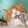 3 Kucing Termahal di Dunia, Harga Fantastis hingga Rp1 M