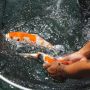 Warga Bandung Ini Bisa Cuan hingga Rp 50 Juta Sehari dari Ikan Koi