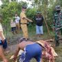 Dua Sapinya Menghilang Dari Kandang, Pemiliknya Cuma Temukan Tulang-Belulang dan Jeroan