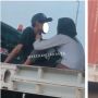 Viral Sejoli Pamer Keromantisan di Atas Truk Kontainer, Bikin Pengguna Jalan Iri