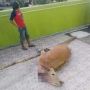 Sempat 'Buron' 2 Bulan, Sapi Kurban Kabur saat Iduladha Akhirnya Ditemukan