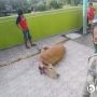 Viral Sapi Kabur Saat Idul Adha di Bintan Akhirnya Ketemu dan Disembelih