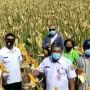 Kementan Pastikan Saat Ini Terdapat 2,3 Juta Ton Stok Jagung di Lapangan