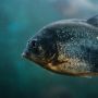 Mengenal Lebih Dalam Piranha, Ikan Paling Mematikan di Dunia