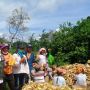 Panen Jagung, Grobogan Mampu Pasok 30 Ribu Ton untuk Kebutuhan Pakan Ternak