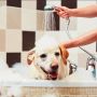 Tak Boleh Asal, Ternyata Begini Cara Memandikan Anjing yang Tepat