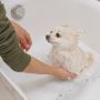 Selain Mandi, Ini Jenis Perawatan Tambahan yang Dibutuhkan Anjing