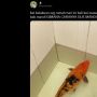 Viral Cerita Warganet Syok Lihat Ikan Koi di Bak Mandi, Gedenya Bukan Main!