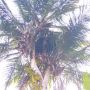 Viral Pohon Kelapa Bercabang Delapan di Pacitan, Sempat Ditawar Rp 15 Juta
