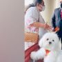 Sultan! Perempuan Ini Pesan Seisi Tempat Duduk Kelas Bisnis Untuk Anjingnya