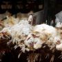 Gemparkan China, Muncul Virus Flu Burung Varian Baru, Dua Orang Tertular