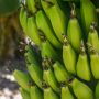4 Manfaat Pisang Mentah Bagi Kesehatan