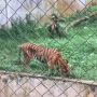 Viral Harimau Kurus Makan Rumput di Medan Zoo, BKSDA Bentuk Tim