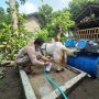 Terdampak Pandemi, Peternak di Sanden Alihkan Kambing Kontes Jadi Kambing Perah