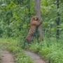Viral! Seekor Harimau Jawa Muncul di Grobogan, Suara Warganet Langsung Terbelah