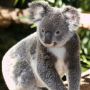 Jarang Minum Air, Begini Cara Koala Pertahankan Hidupnya