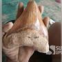 Gigi Hiu Megalodon Ditemukan di Cibitung Sukabumi, Ukurannya Bikin Merinding