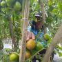 Harga Tomat Menggiurkan, Petani di Bandung Barat Gelar Ronda di Malam Hari