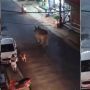 Viral Warga Syok Lihat Badak Bercula Satu Berjalan di Jalan Raya, Serasa Film Jumanji