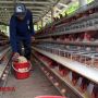Harga Daging Tak Stabil Akibat Kelebihan Stok, Pemerintah Serap Ayam Langsung dari Peternak
