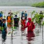 Penampakan Presiden Jokowi Cemplung ke Air Laut Setinggi Pinggang Saat Tanam Mangrove