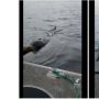 Viral Wanita Ini Usir Singa Laut yang Dikejar Paus, Netizen: Tidak Berperasaan!